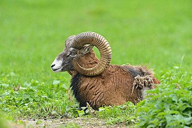 率先重制的为何是《勇者斗恶龙7》而不是四五六？